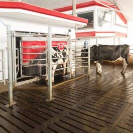 Astronaut A5 Cows milking robot